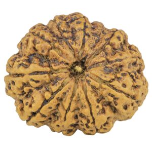 11 Mukhi Rudraksha 33.8mm 7.88gm - Rudraksha