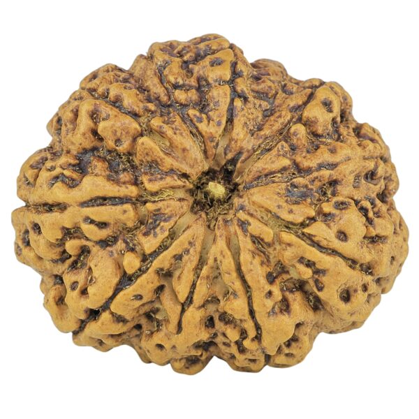 11 Mukhi Rudraksha 33.8mm 7.88gm - Rudraksha