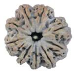 9 Mukhi Rudraksha 29.1mm 6.67gm - Rudraksha