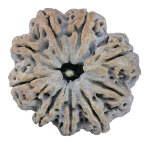 9 Mukhi Rudraksha 29.1mm 6.67gm - Rudraksha
