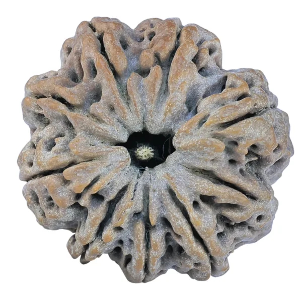 9 Mukhi Rudraksha 29.1mm 6.67gm - Rudraksha