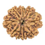 9 Mukhi Rudraksha 26.2mm 3.68gm - Rudraksha