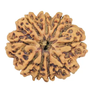 9 Mukhi Rudraksha 26.2mm 3.68gm - Rudraksha