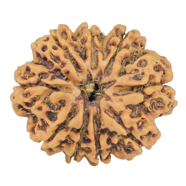 9 Mukhi Rudraksha 26.2mm 3.68gm - Rudraksha