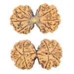 10 Mk Gaurishankar 40.6mm 8.6gm - Rudraksha
