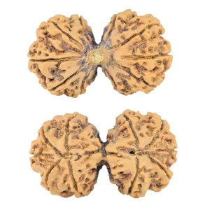 10 Mk Gaurishankar 40.6mm 8.6gm - Rudraksha