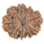 9 Mukhi Rudraksha 27.4mm 5.21gm - Rudraksha