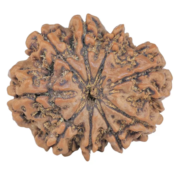 9 Mukhi Rudraksha 27.4mm 5.21gm - Rudraksha