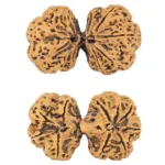 10 Mk Gaurishankar 43.4mm 9.48gm - Rudraksha