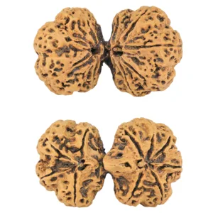 10 Mk Gaurishankar 43.4mm 9.48gm - Rudraksha