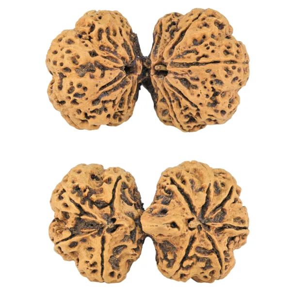 10 Mk Gaurishankar 43.4mm 9.48gm - Rudraksha