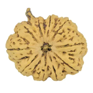 10 Mukhi Ganesh 34.7mm 8.7gm - Rudraksha