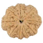9 Mukhi Rudraksha 29.2mm 6.74gm - Rudraksha
