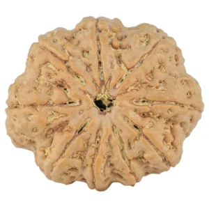 9 Mukhi Rudraksha 29.2mm 6.74gm - Rudraksha
