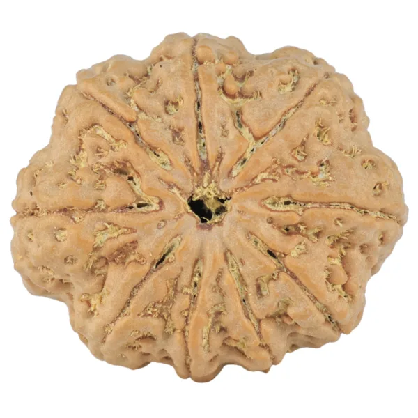 9 Mukhi Rudraksha 29.2mm 6.74gm - Rudraksha