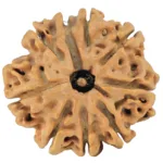 9 Mukhi Rudraksha 26.1mm 4.07gm - Rudraksha
