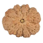 9 Mukhi Rudraksha 32.9mm 10.2gm - Rudraksha