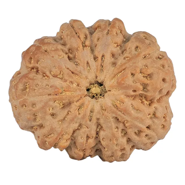9 Mukhi Rudraksha 32.9mm 10.2gm - Rudraksha