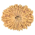 16 Mukhi Rudraksha 29mm 4.41gm - Rudraksha
