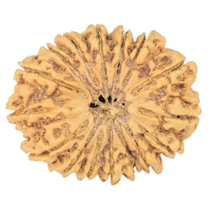 16 Mukhi Rudraksha 29mm 4.41gm - Rudraksha