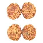 11 MK Gaurishankar 37.6mm 7.6gm - Rudraksha