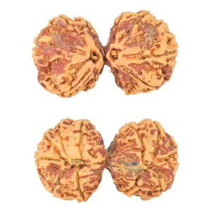11 MK Gaurishankar 37.6mm 7.6gm - Rudraksha