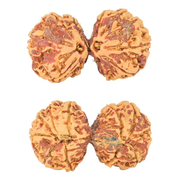 11 MK Gaurishankar 37.6mm 7.6gm - Rudraksha
