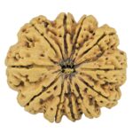 11 Mukhi Rudraksha 31.6mm 7gm - Rudraksha