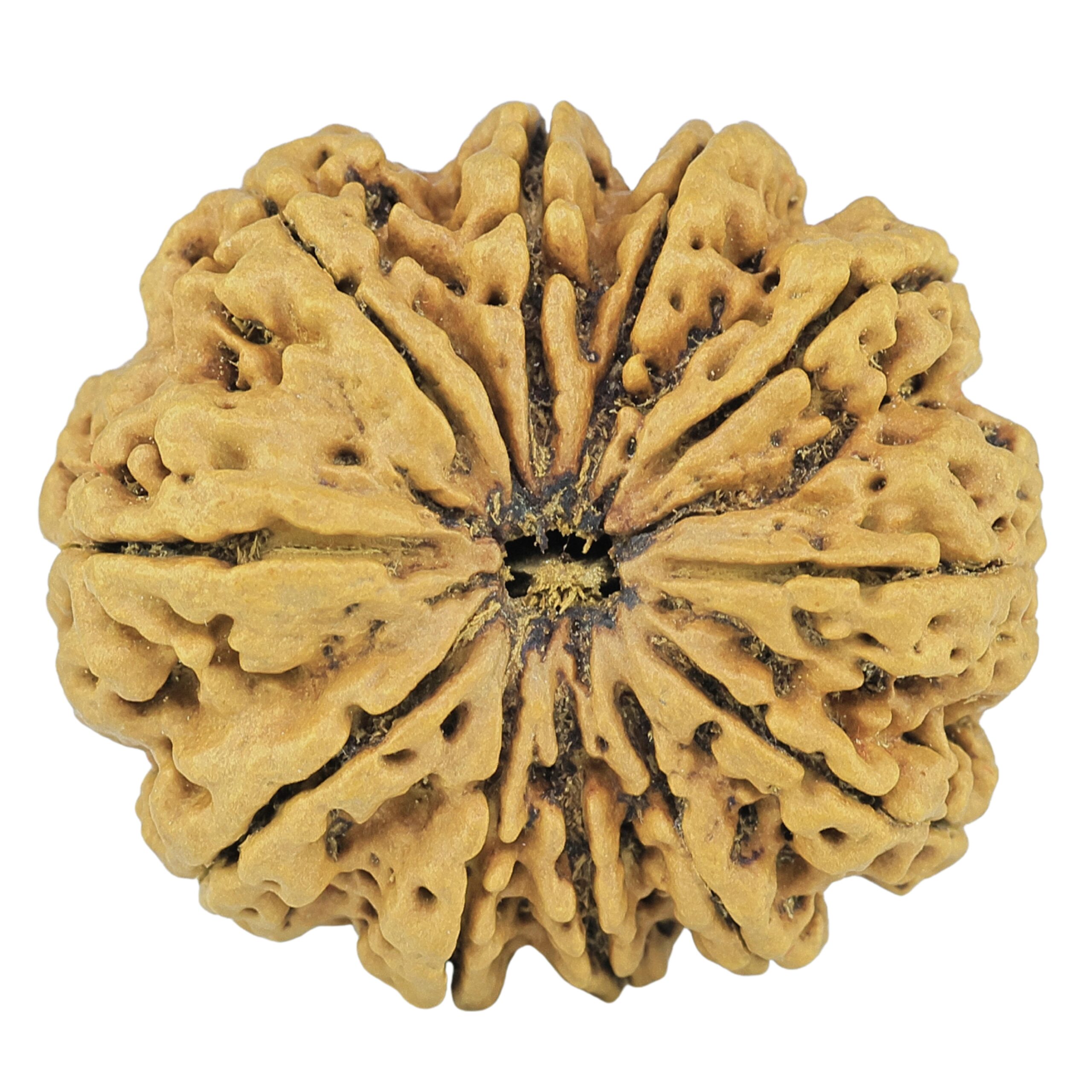 11 Mukhi Rudraksha 31.6mm 7gm - Rudraksha