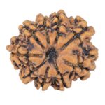 9 Mukhi Rudraksha 25mm 4.22gm - Rudraksha