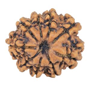 9 Mukhi Rudraksha 25mm 4.22gm - Rudraksha