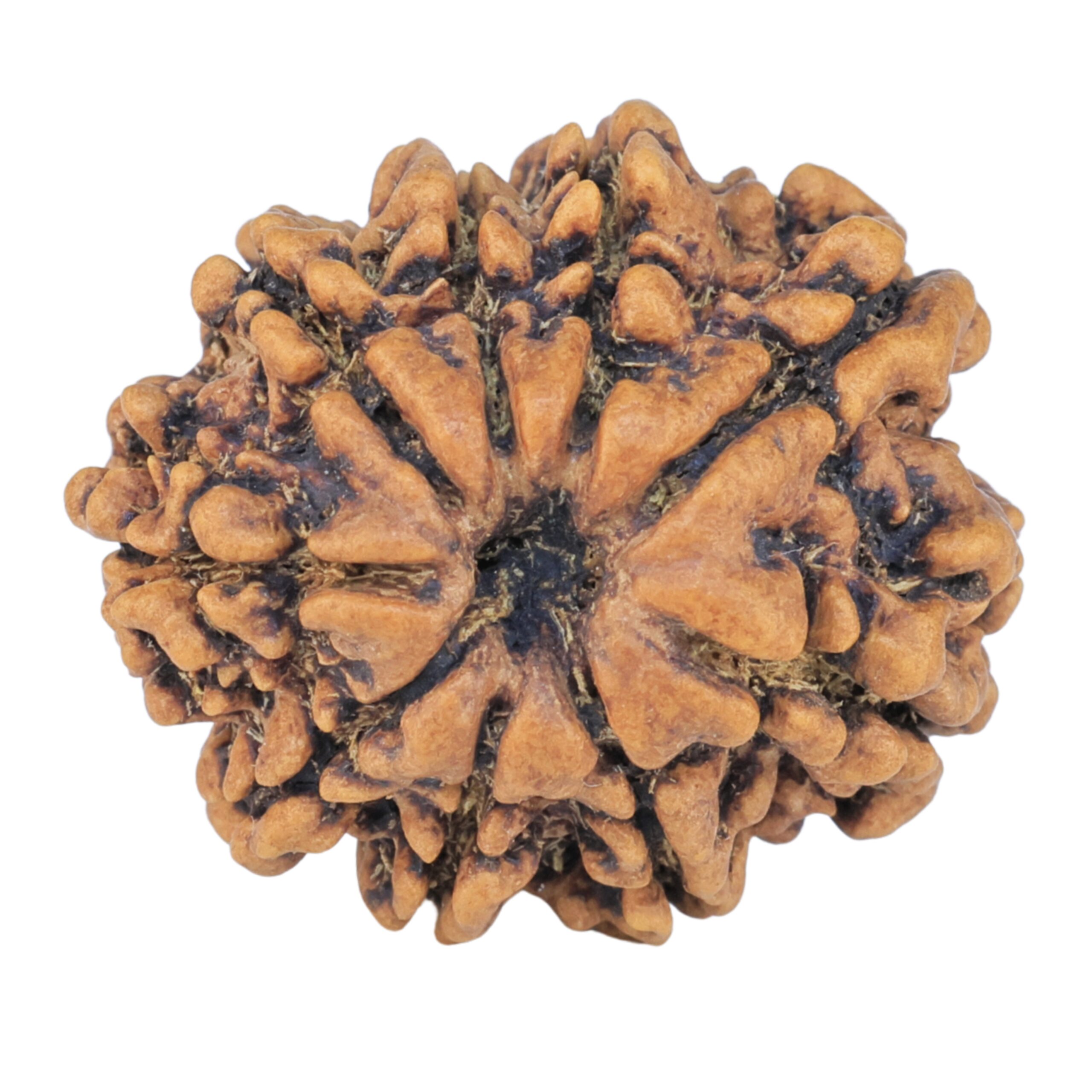 9 Mukhi Rudraksha 25mm 4.22gm - Rudraksha