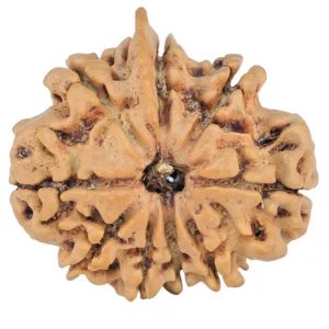 9 Mukhi Ganesh 23.9mm 3.06gm - Rudraksha