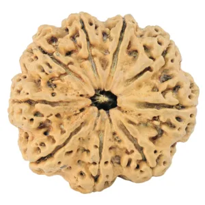 9 Mukhi Rudraksha 29.8mm 5.35gm - Rudraksha