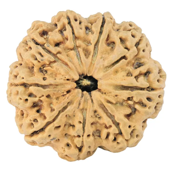 9 Mukhi Rudraksha 29.8mm 5.35gm - Rudraksha