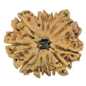 10 Mukhi Ganesh 24.3mm 2.74gm - Rudraksha