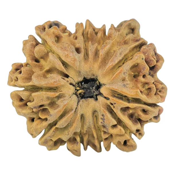 10 Mukhi Ganesh 24.3mm 2.74gm - Rudraksha