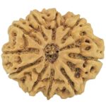 10 Mukhi Rudraksha 29.2mm 6.13gm - Rudraksha