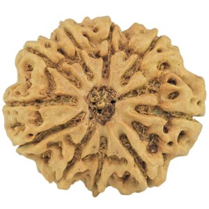 10 Mukhi Rudraksha 29.2mm 6.13gm - Rudraksha