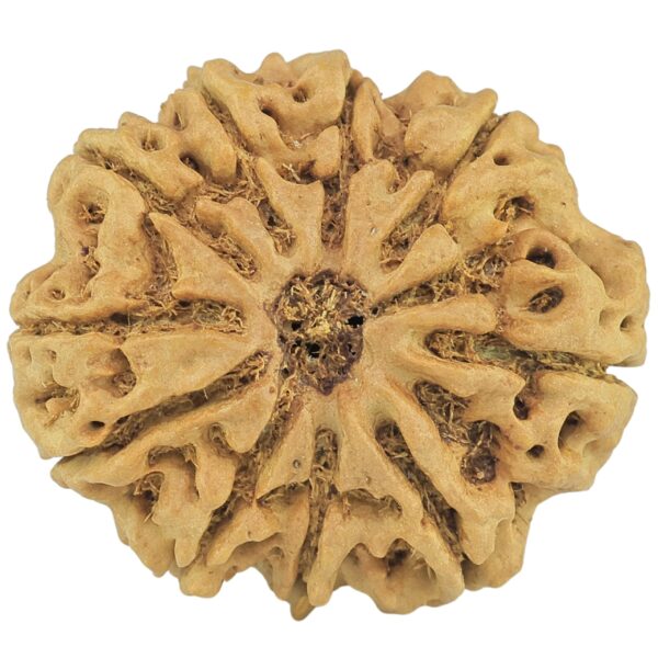 10 Mukhi Rudraksha 29.2mm 6.13gm - Rudraksha