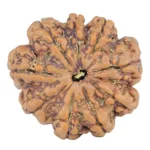 9 Mukhi Rudraksha 26.9mm 5.24gm - Rudraksha