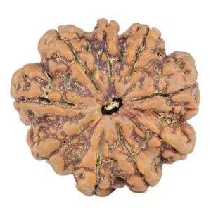 9 Mukhi Rudraksha 26.9mm 5.24gm - Rudraksha