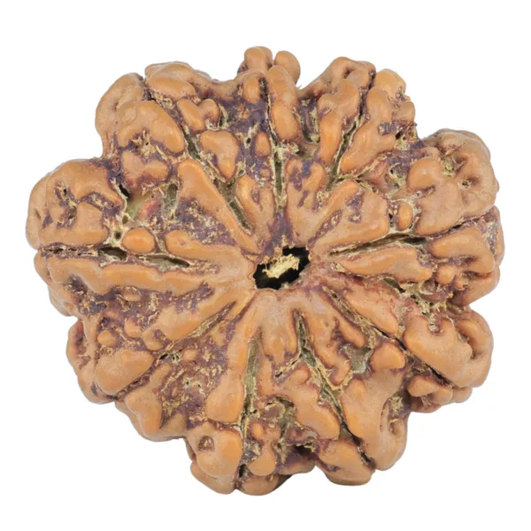 9 Mukhi Rudraksha 26.9mm 5.24gm - Rudraksha
