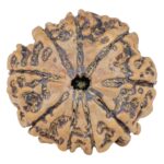 9 Mukhi Rudraksha 25mm 4.94gm - Rudraksha