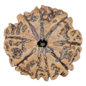 9 Mukhi Rudraksha 25mm 4.94gm - Rudraksha