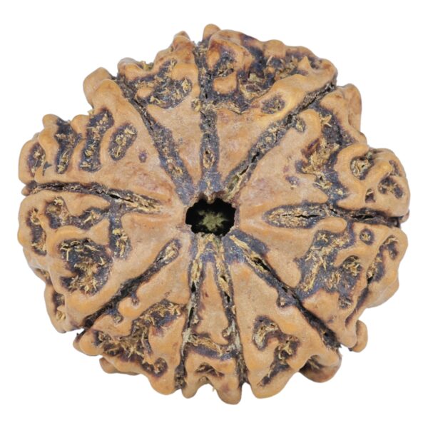 9 Mukhi Rudraksha 25mm 4.94gm - Rudraksha