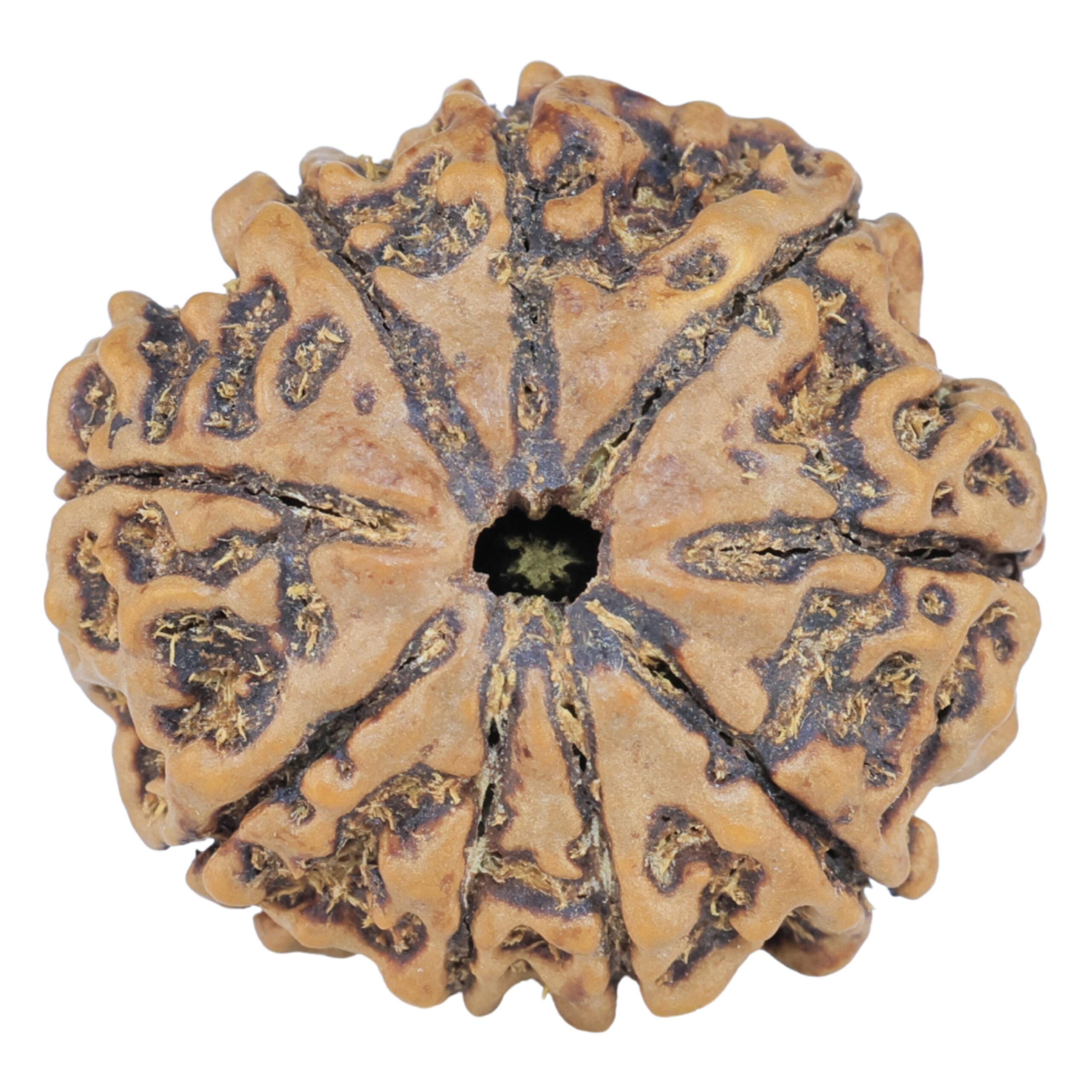 9 Mukhi Rudraksha 25mm 4.94gm - Rudraksha