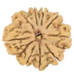9 Mukhi Rudraksha 31.6mm 8.15gm - Rudraksha