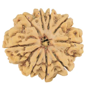 9 Mukhi Rudraksha 31.6mm 8.15gm - Rudraksha