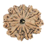 9 Mukhi Rudraksha 31.4mm 6.25gm - Rudraksha